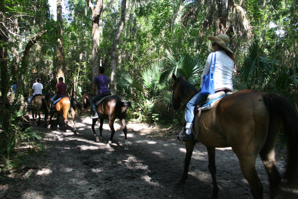 Sun City Stables