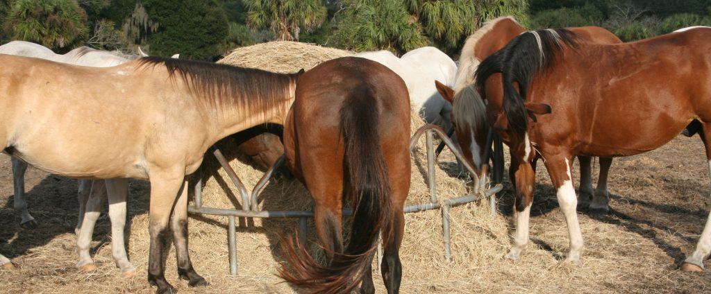 Sun City Stables