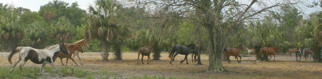 Sun City Stables