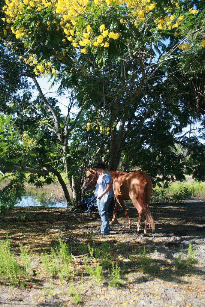 Sun City Stables