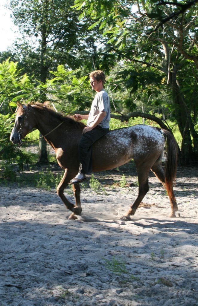 Sun City Stables