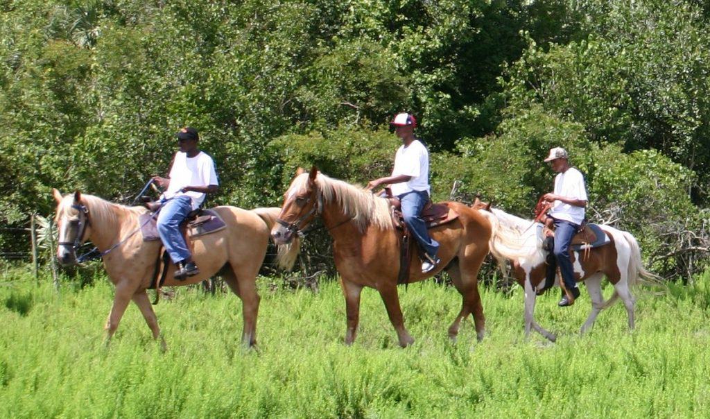 Sun City Stables