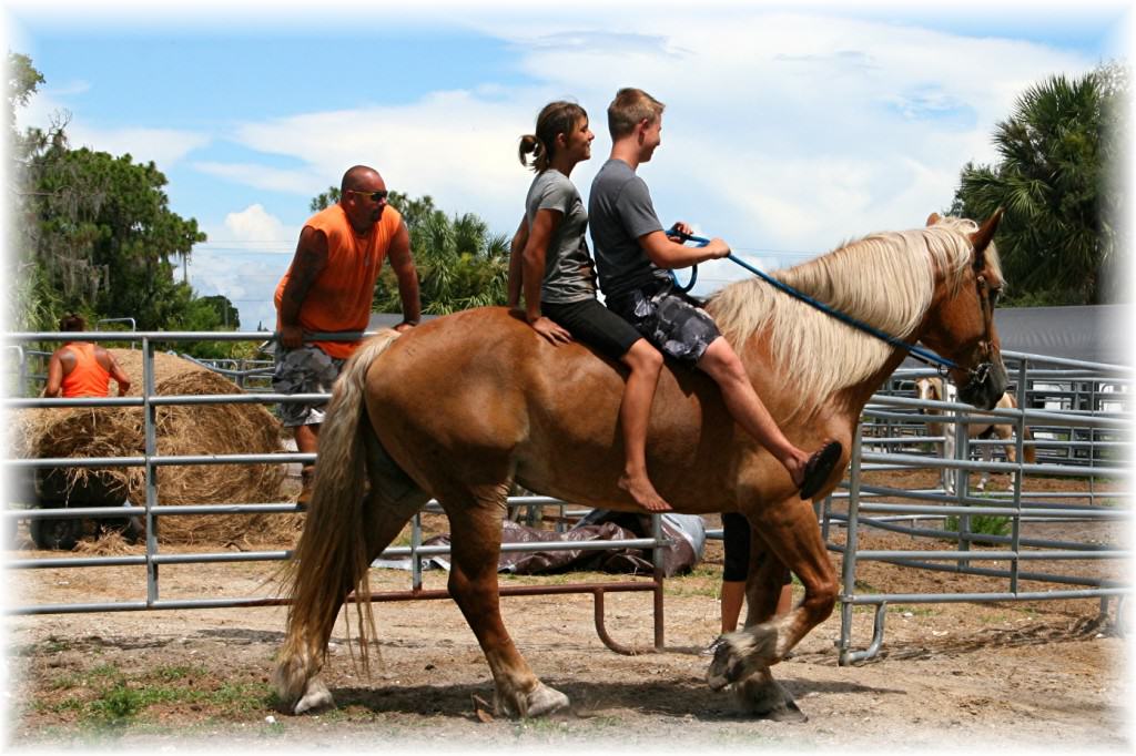 Sun City Stables