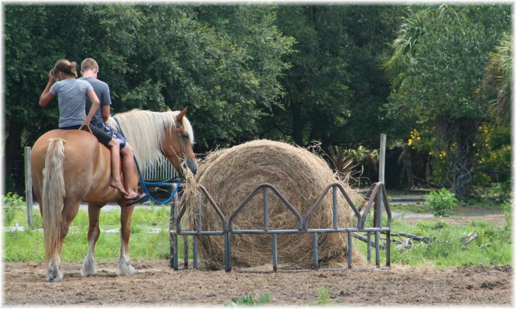 Sun City Stables