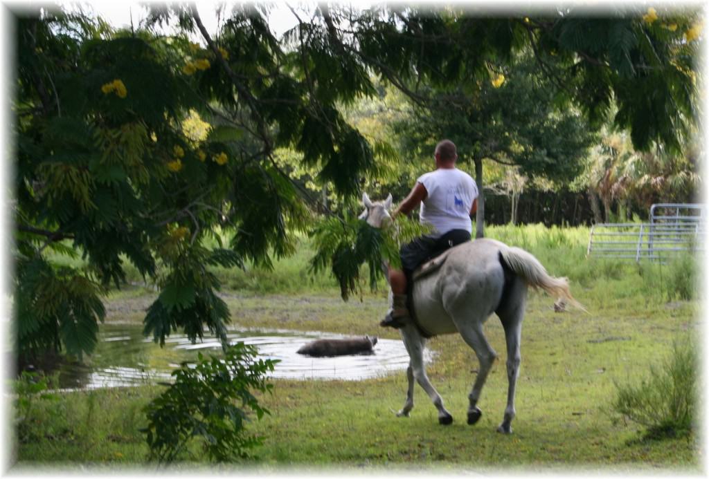 Sun City Stables