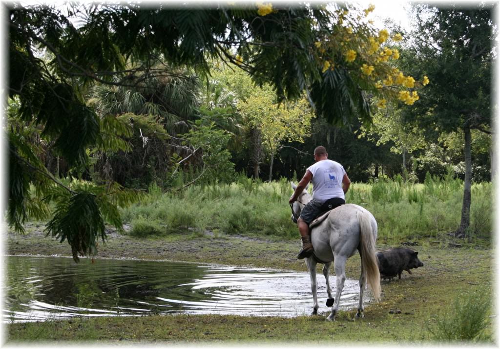 Sun City Stables