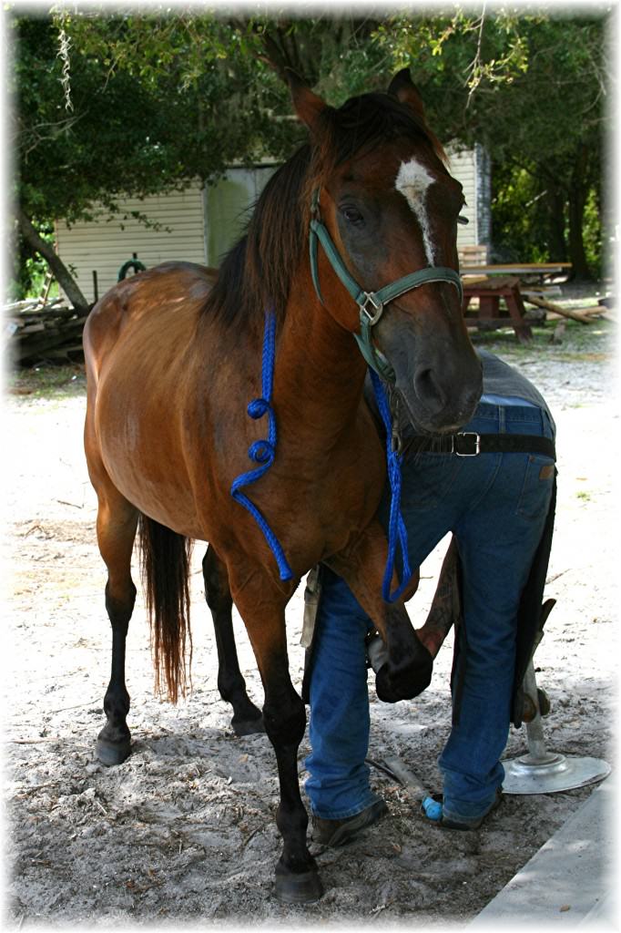 Sun City Stables