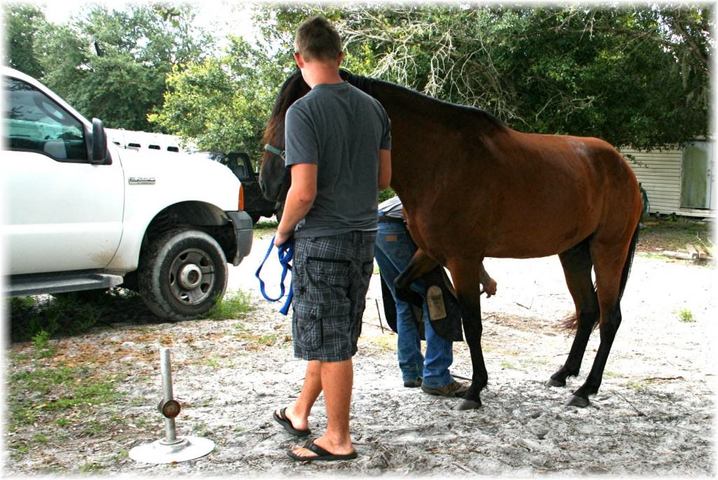 Sun City Stables