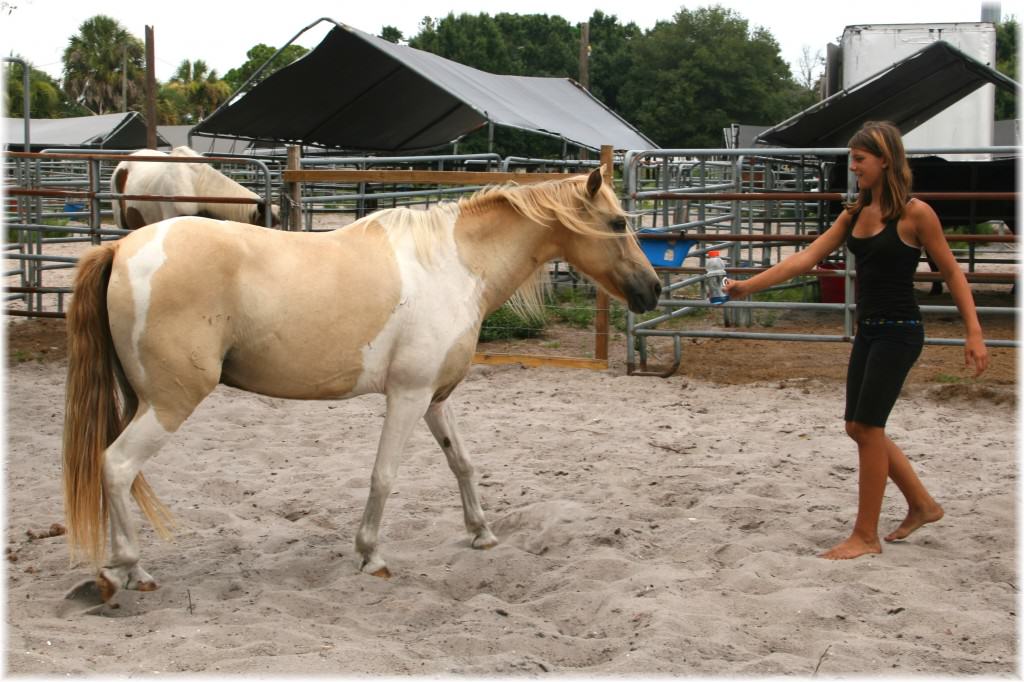 Sun City Stables