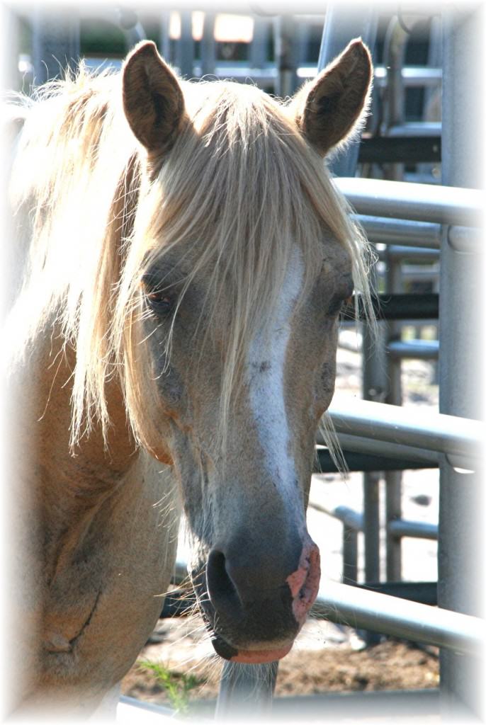 Sun City Stables