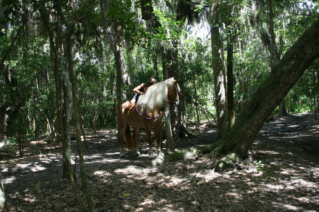 Sun City Stables