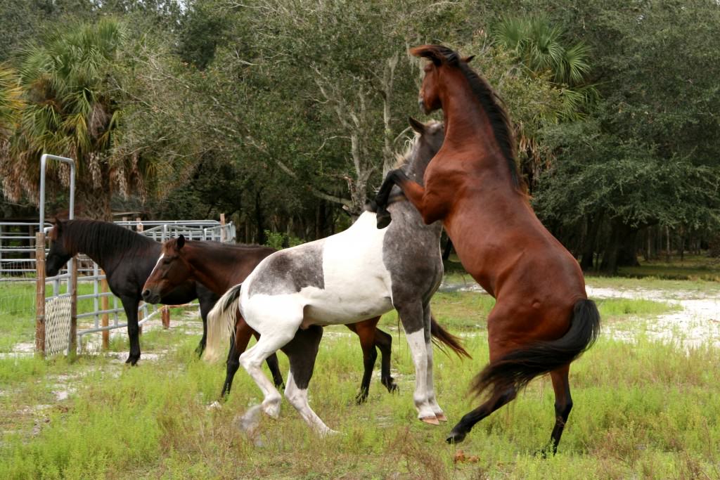 Sun City Stables