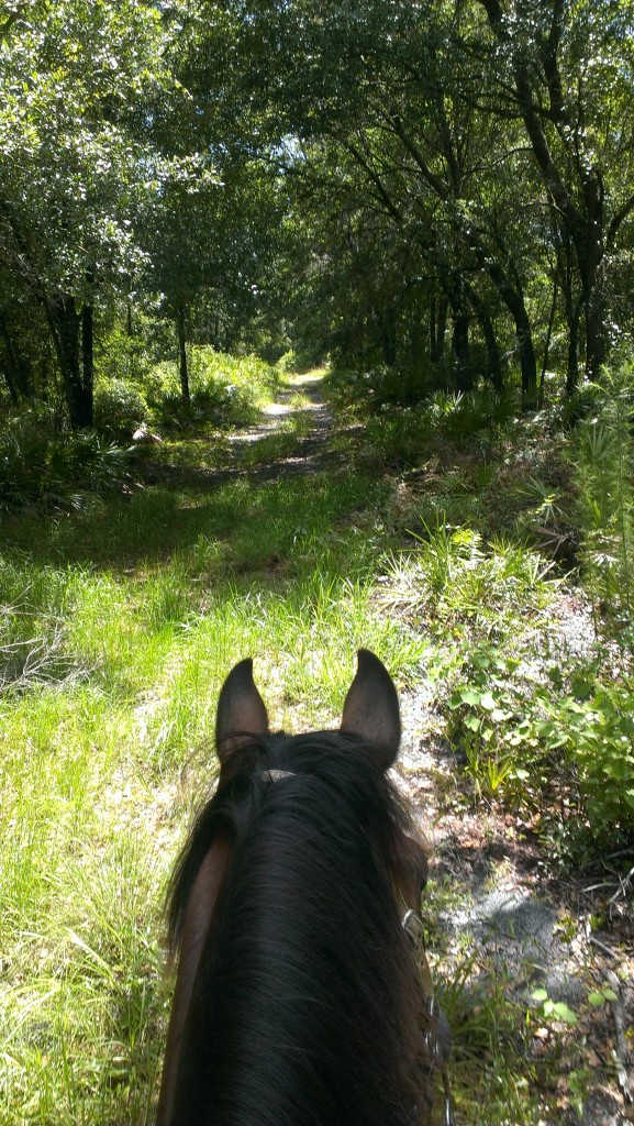 Sun City Stables