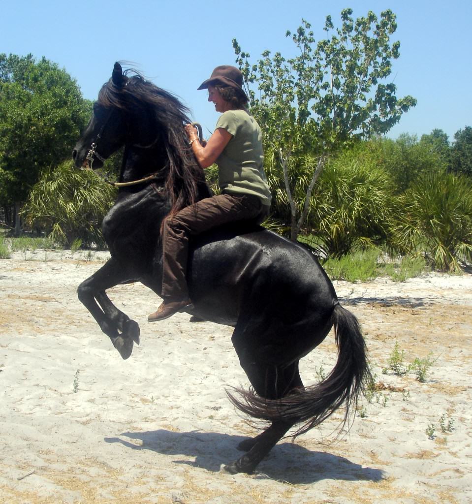 Sun City Stables