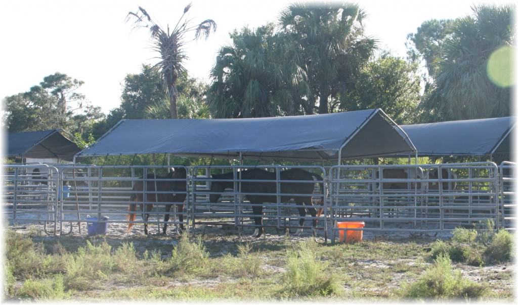 Sun City Stables