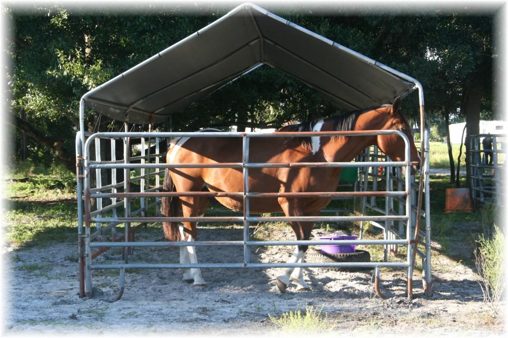 Sun City Stables