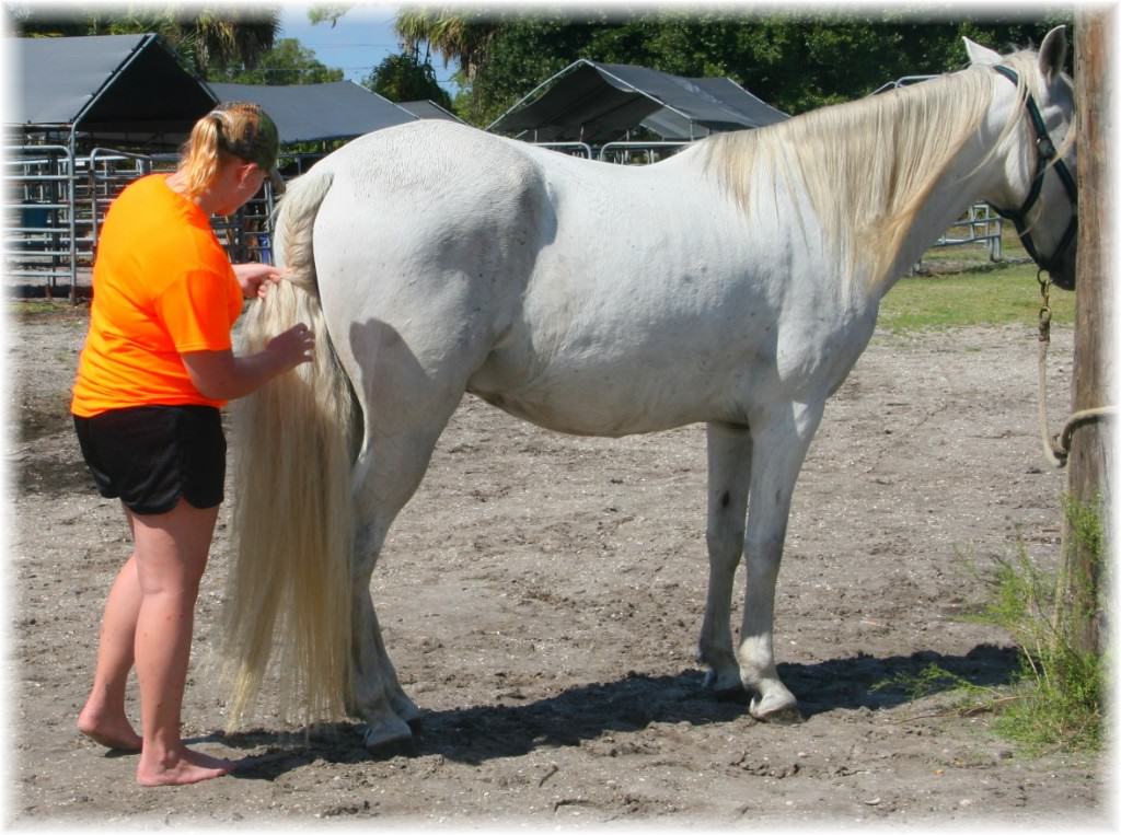 Sun City Stables