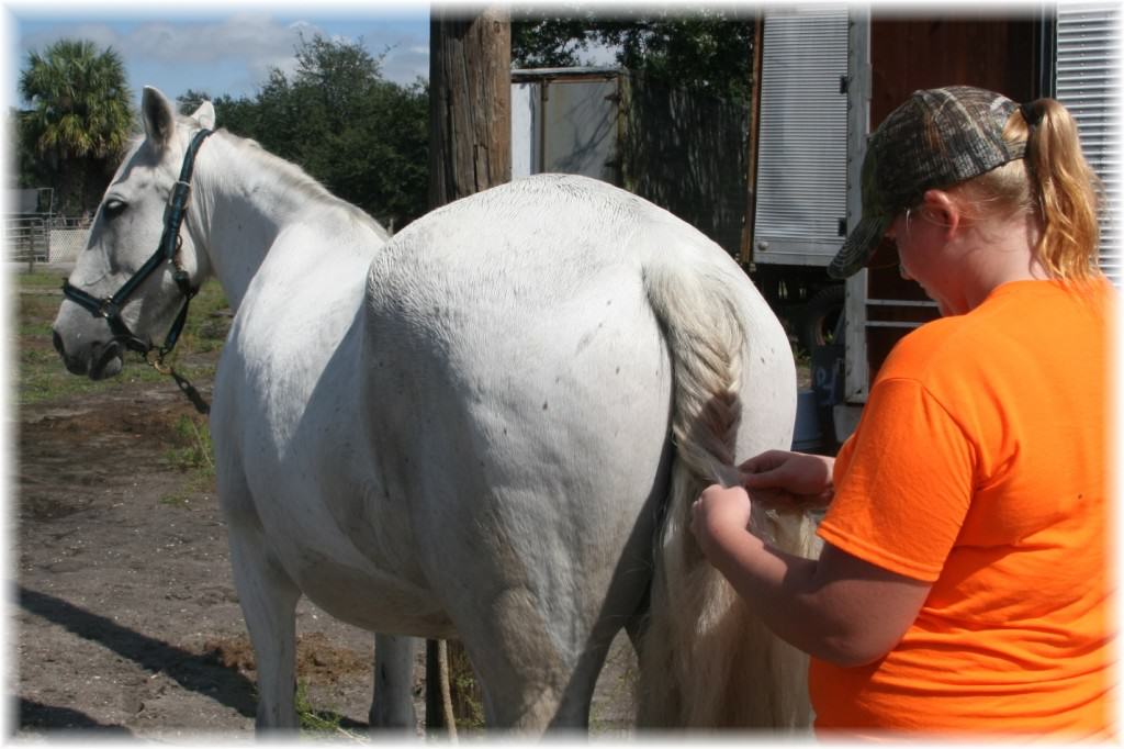 Sun City Stables