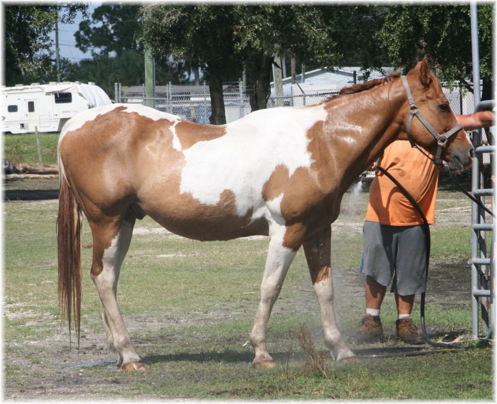 Sun City Stables