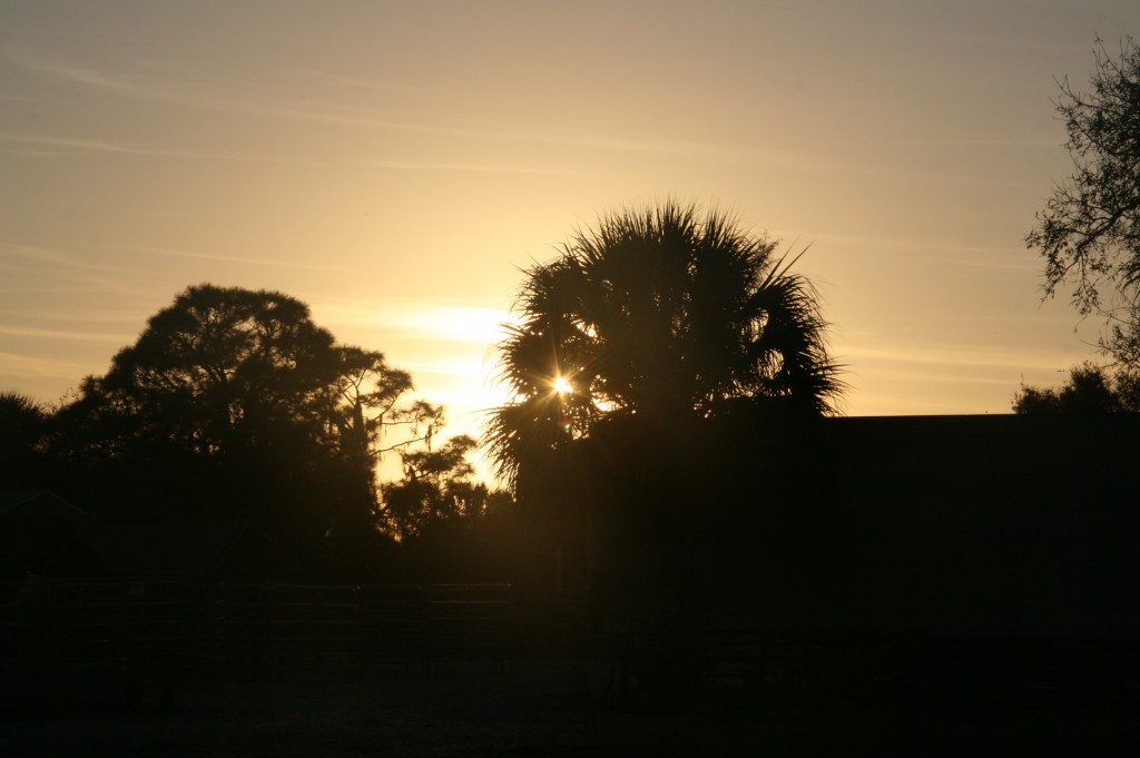 Sun City Stables