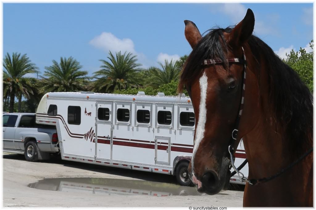 Sun City Stables