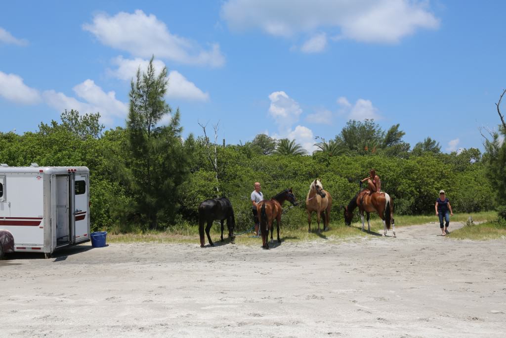 Sun City Stables