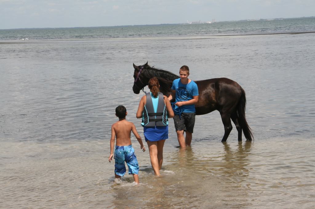 Sun City Stables