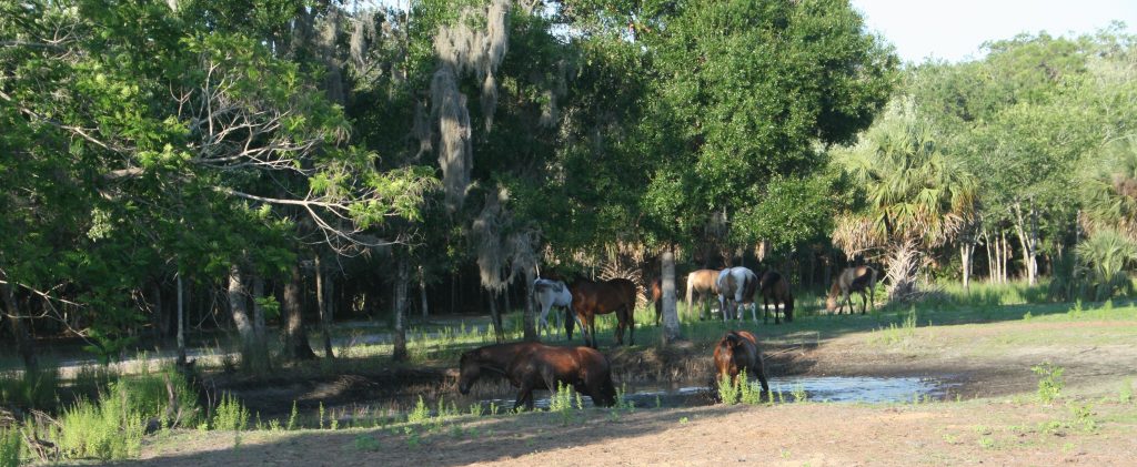 Sun City Stables