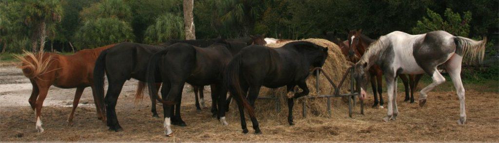 Sun City Stables