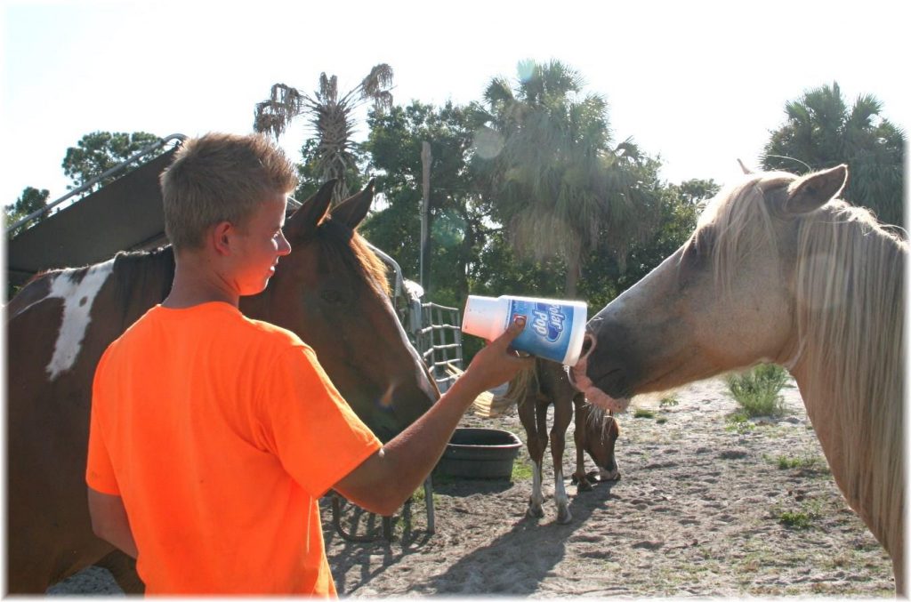 Sun City Stables