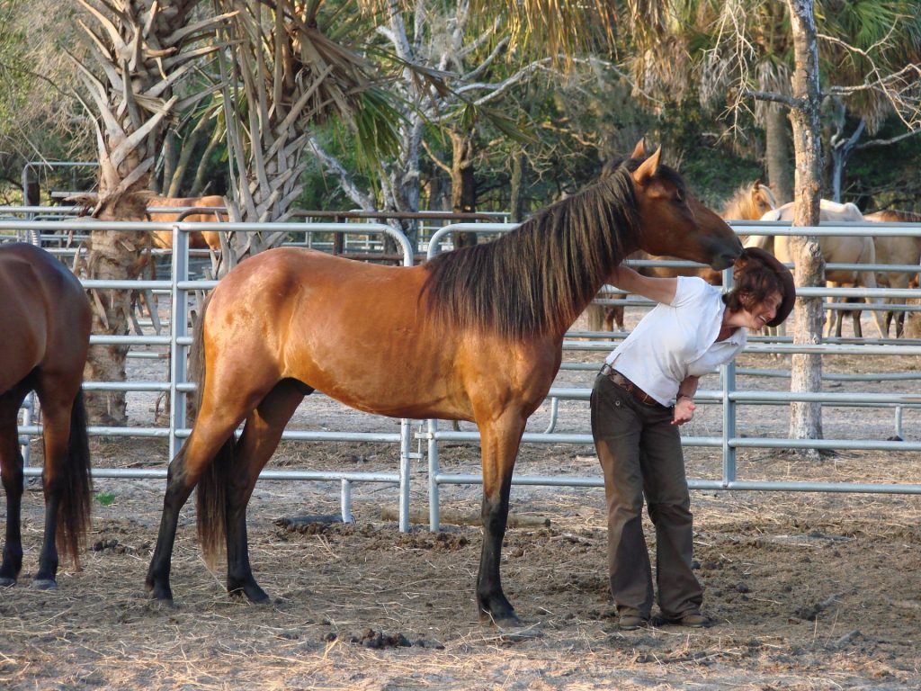 Sun City Stables