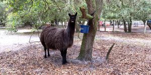 Harry Llama 1