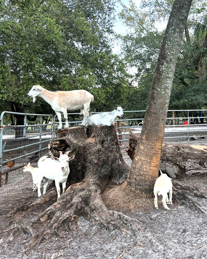 Sun City Stables