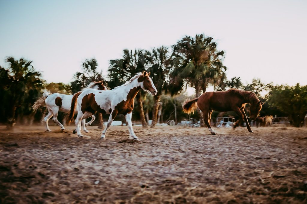 Sun City Stables